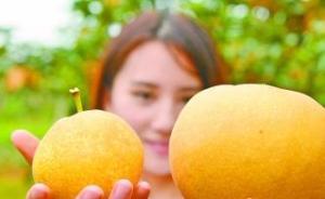 最大一個重達2.8斤！廣東連州試種 “甘露梨”成功