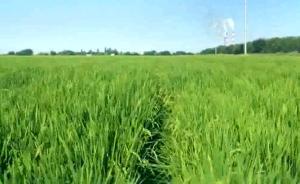 水稻田里不見水，節(jié)水滴灌“兵團(tuán)范”超乎想象