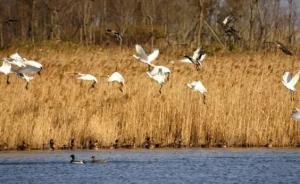 大江奔流·來自長江經(jīng)濟帶的報道丨鳥飛魚躍，清新崇明