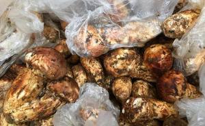 藏地田野筆記 | 松茸的故事