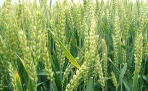 小麦是食物过敏源之一，一项最新研究有助于培育低致敏小麦