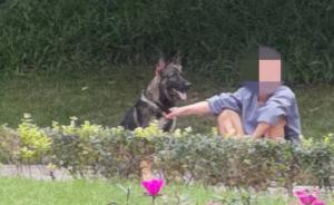 清理禁養(yǎng)犬類、捕捉流浪狗，成都開展犬只管理專項(xiàng)整治