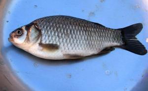 高中生靠解剖鲫鱼上北大清华？指导老师：不可能