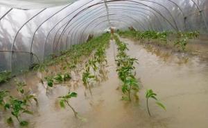 山东青州千亩辣椒因台风雨被淹，镇政府：秸秆堆放致河道不畅