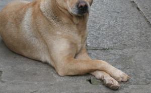 陜西旬陽一有證大黃狗兩天咬傷4人：警方全城搜捕將犬擊斃