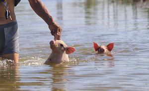 直擊｜壽光被淹第4天：仍有地方被洪水浸泡，2小豬劫后余生