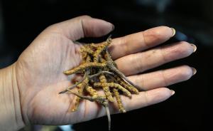 西藏冬蟲夏草原草今年估值80億元，成農(nóng)牧民脫貧重要途徑