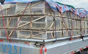 千余苍鹭雏鸟获救，送至鄱阳湖湿地公园