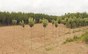 打孔盜油案致黃河淤區(qū)石油污染，中石化子公司賠償210萬元